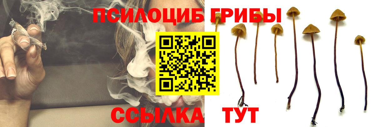 Галлюциногенные грибы Psilocybe  Вход с VPN  Кинель 